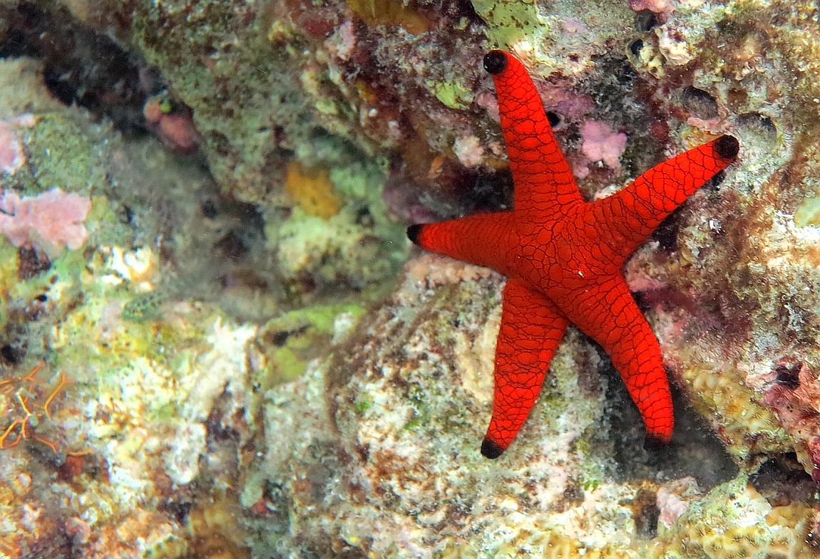 IMG_0476rf_Maldives_Madoogali_House reef_Asterie_Fromia elegans.jpg